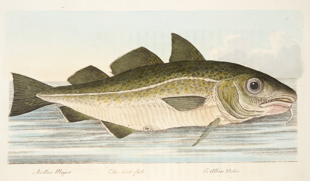 Treska, z Pojednání o rybách a rybnících, hospoda. 1832 (ručně kolorovaná rytina) od Eleazar Albin