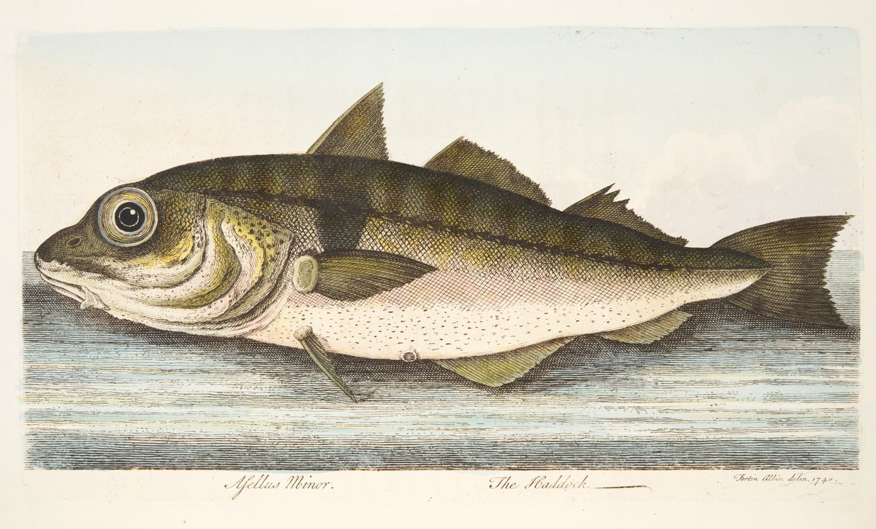 Treska jednoskvrná, z Pojednání o rybách a rybnících, hospoda. 1832 (ručně kolorovaná rytina) od Eleazar Albin