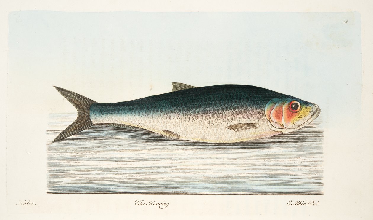 Sleď, z Pojednání o rybách a rybnících, hospoda. 1832 (ručně kolorovaná rytina) od Eleazar Albin