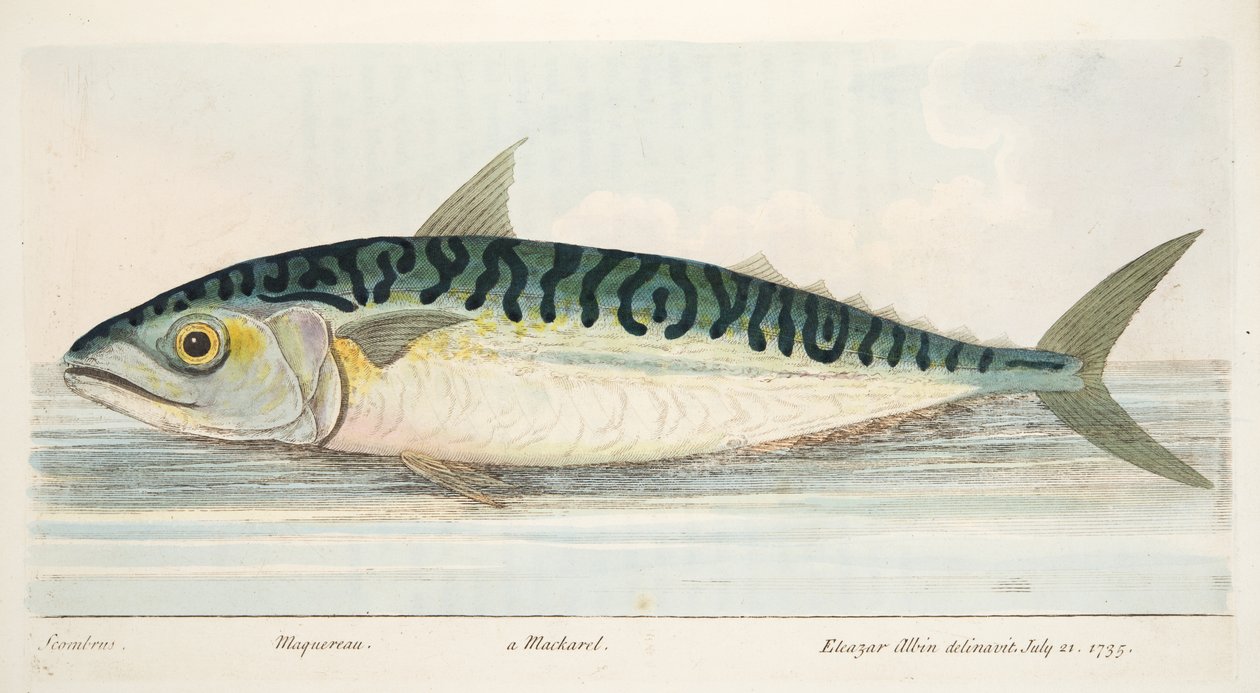 Makrela, z Pojednání o rybách a rybnících, hospoda. 1832 (ručně kolorovaná rytina) od Eleazar Albin