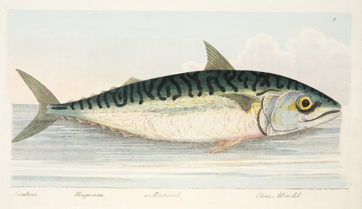 Makrela, z Pojednání o rybách a rybnících, hospoda. 1832 (ručně kolorovaná rytina) od Eleazar Albin