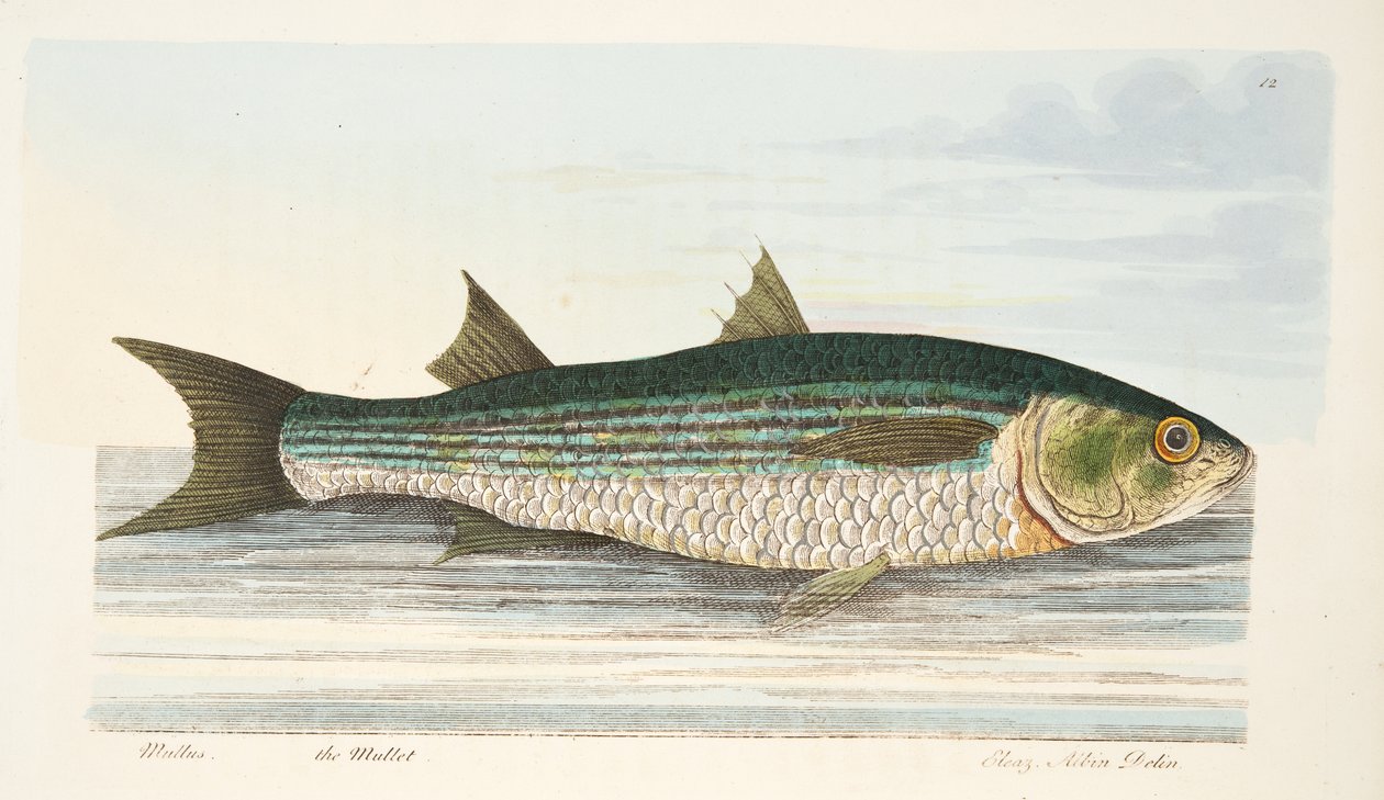 The Mullet, z Pojednání o rybách a rybnících, hospoda. 1832 (ručně kolorovaná rytina) od Eleazar Albin