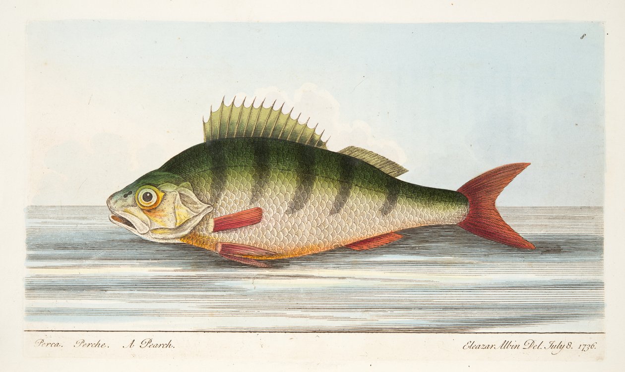 Okoun, z Pojednání o rybách a rybnících, hospoda. 1832 (ručně kolorovaná rytina) od Eleazar Albin