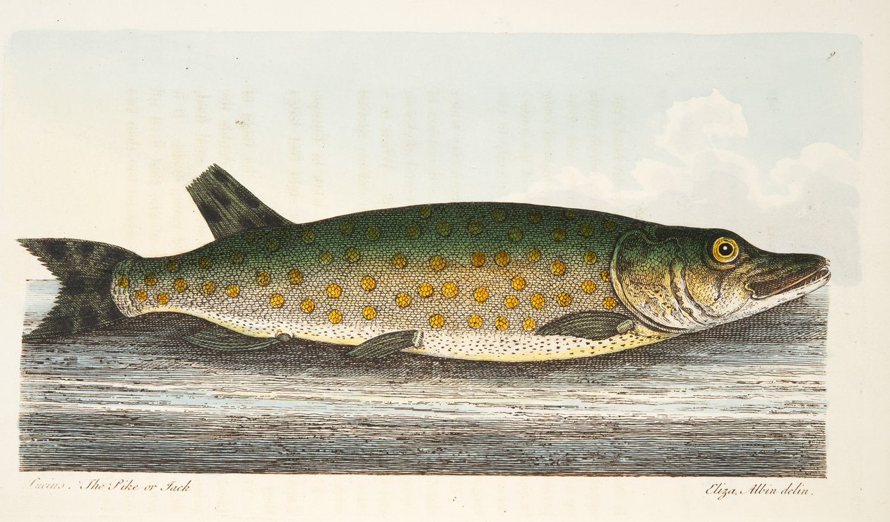 Pike, z Pojednání o rybách a rybnících, hospoda. 1832 (ručně kolorovaná rytina) od Eleazar Albin