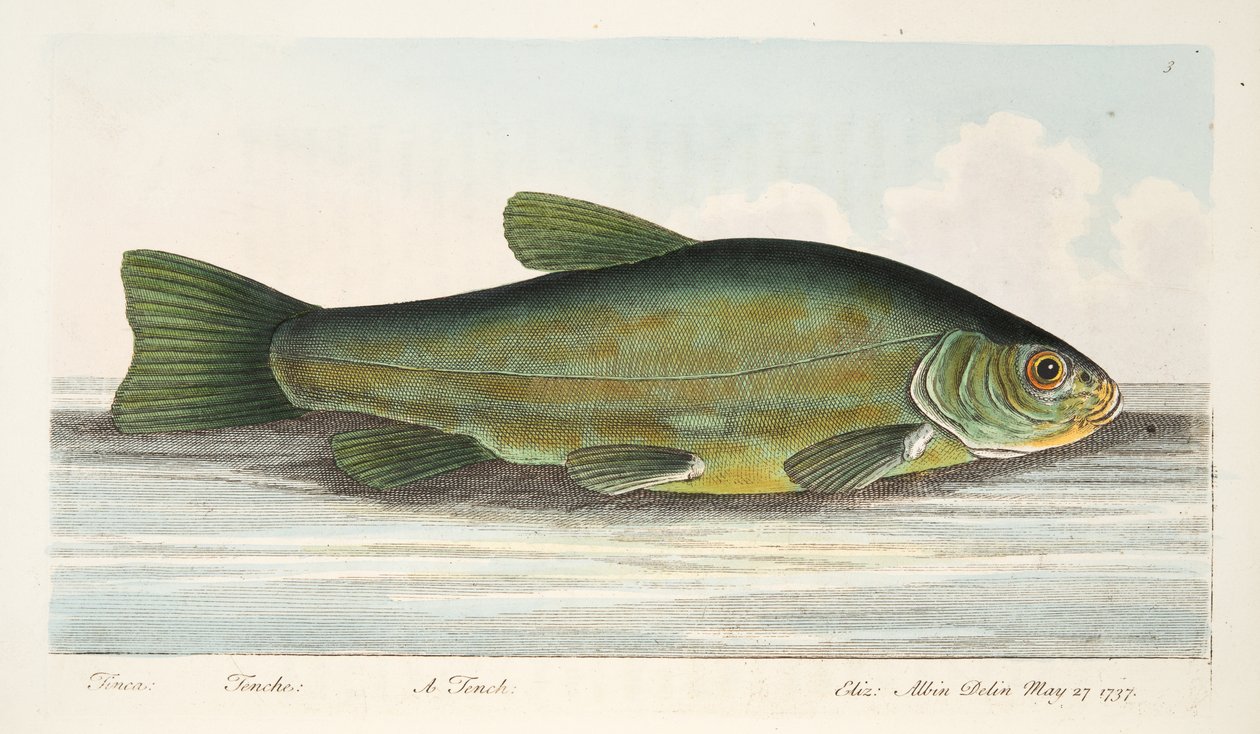Lín, z Pojednání o rybách a rybnících, hospoda. 1832 (ručně kolorovaná rytina) od Eleazar Albin