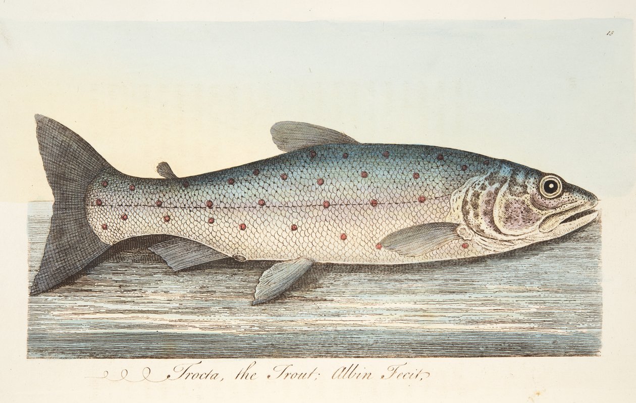 Pstruh, z Pojednání o rybách a rybnících, hospoda. 1832 (ručně kolorovaná rytina) od Eleazar Albin