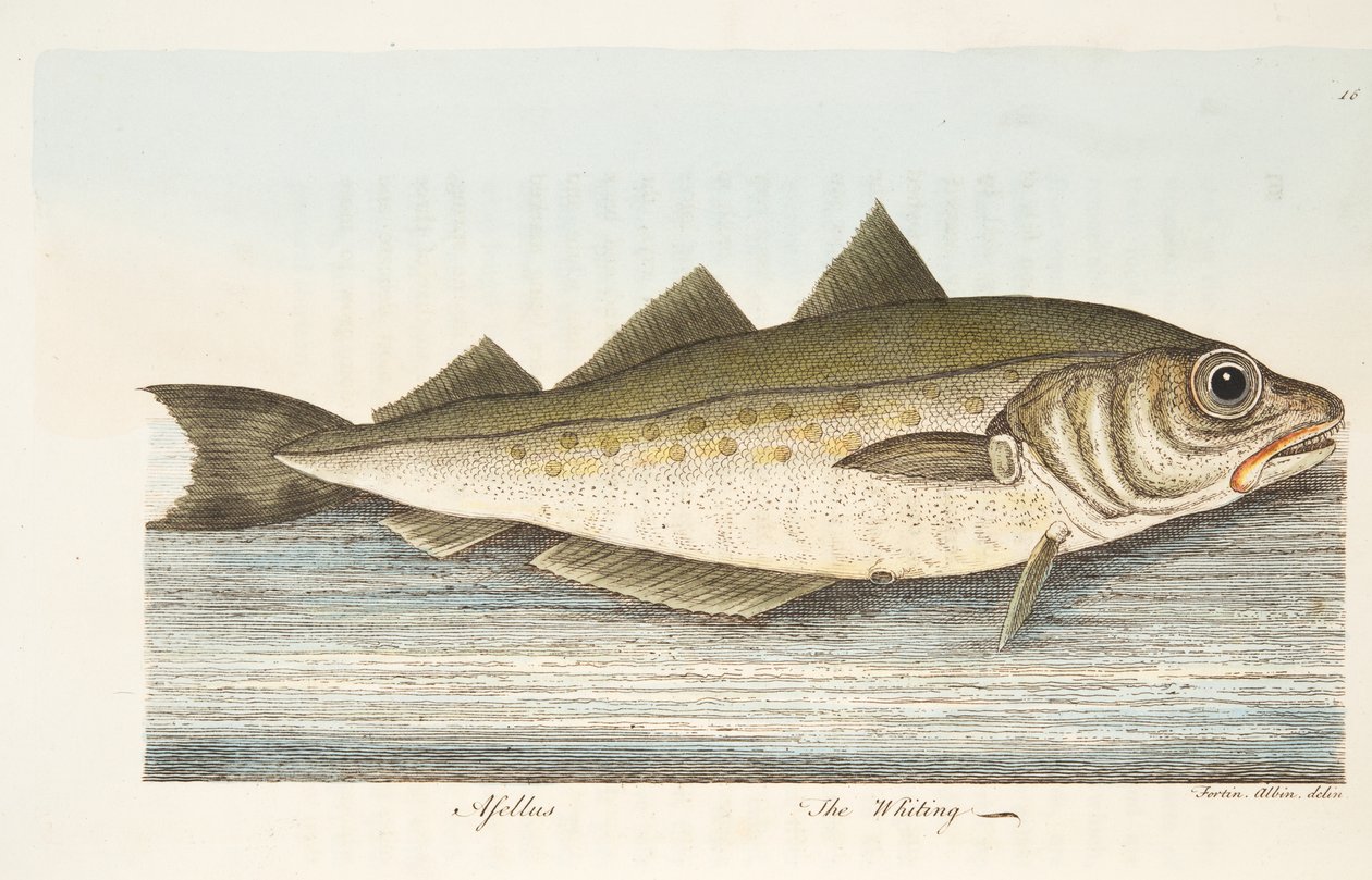 Whiting, z Pojednání o rybách a rybnících, hospoda. 1832 (ručně kolorovaná rytina) od Eleazar Albin