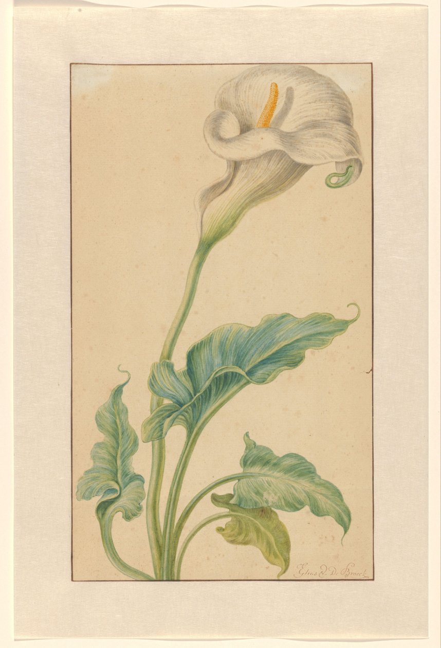 Bílé arron stonek od Elias van den Broeck (signed by artist)