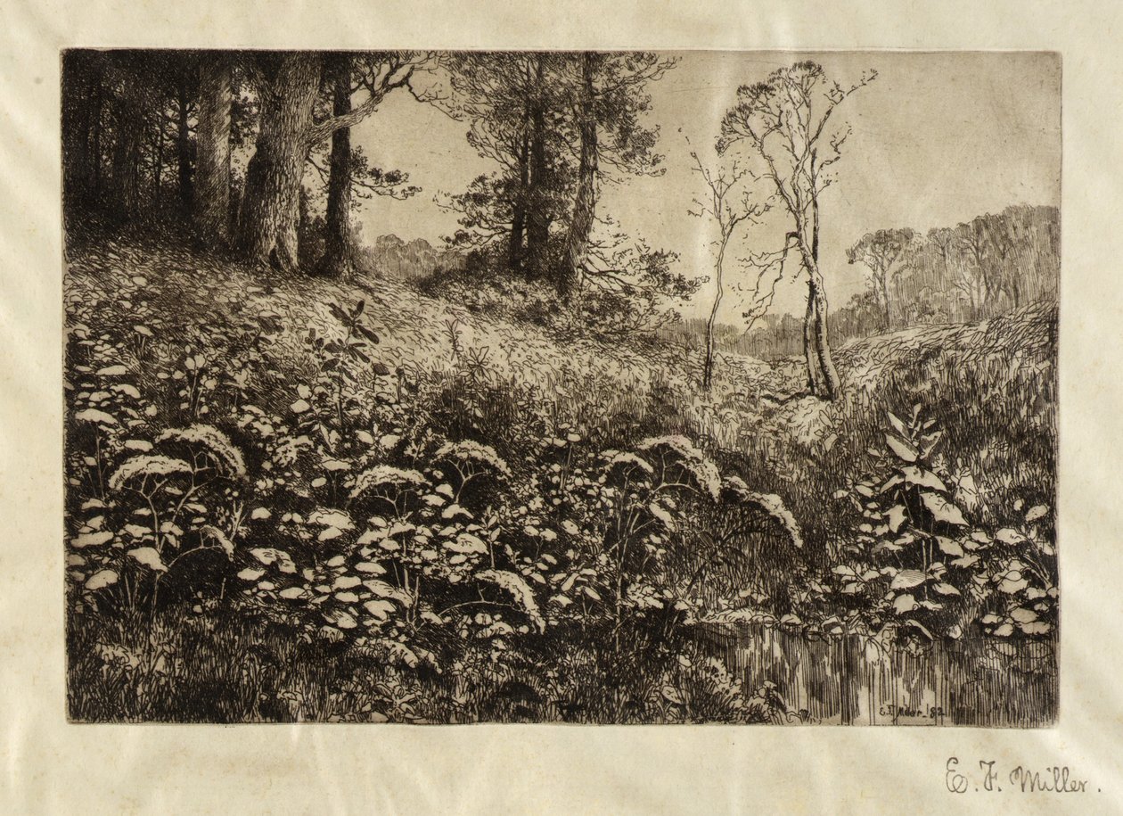 Letní odpoledne od Elis F. Miller