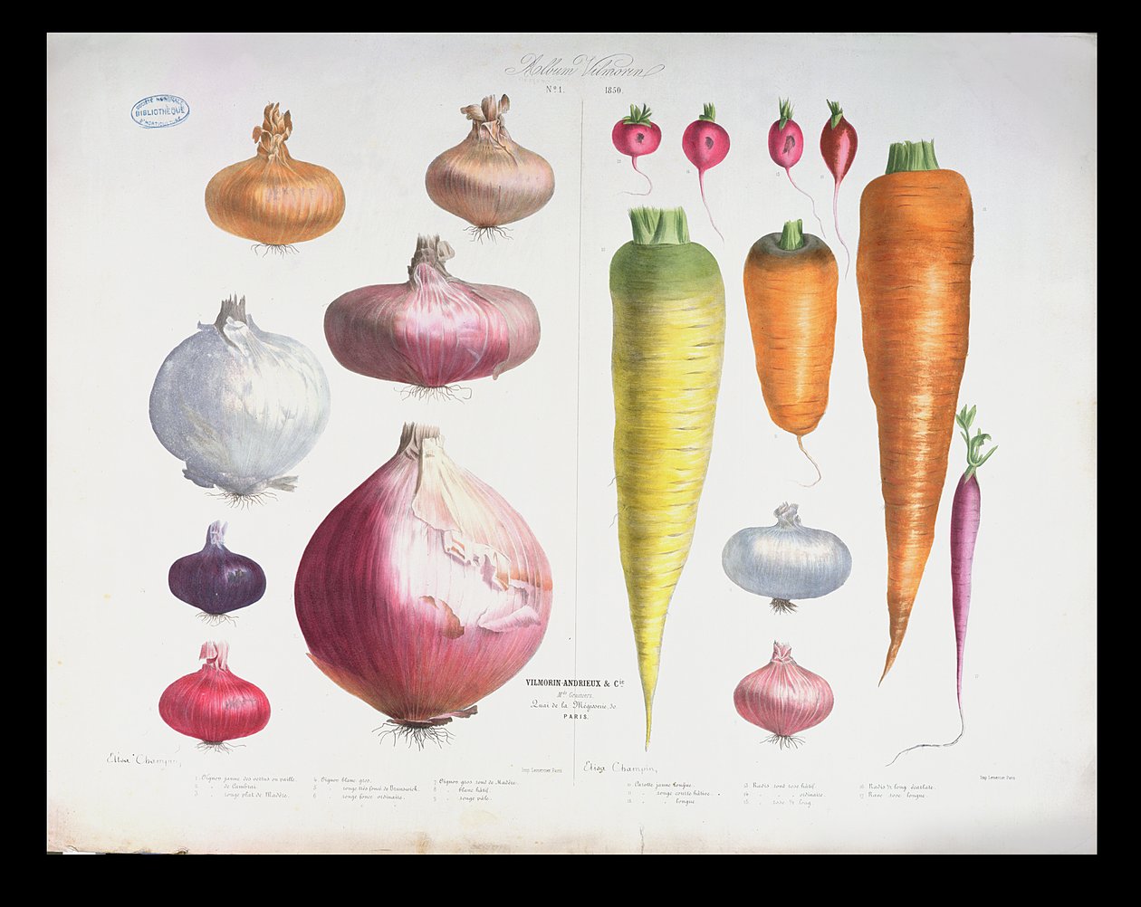 Cibule, ředkvičky a mrkev, z prvního alba Vilmorin, 1850 od Elisa Champin