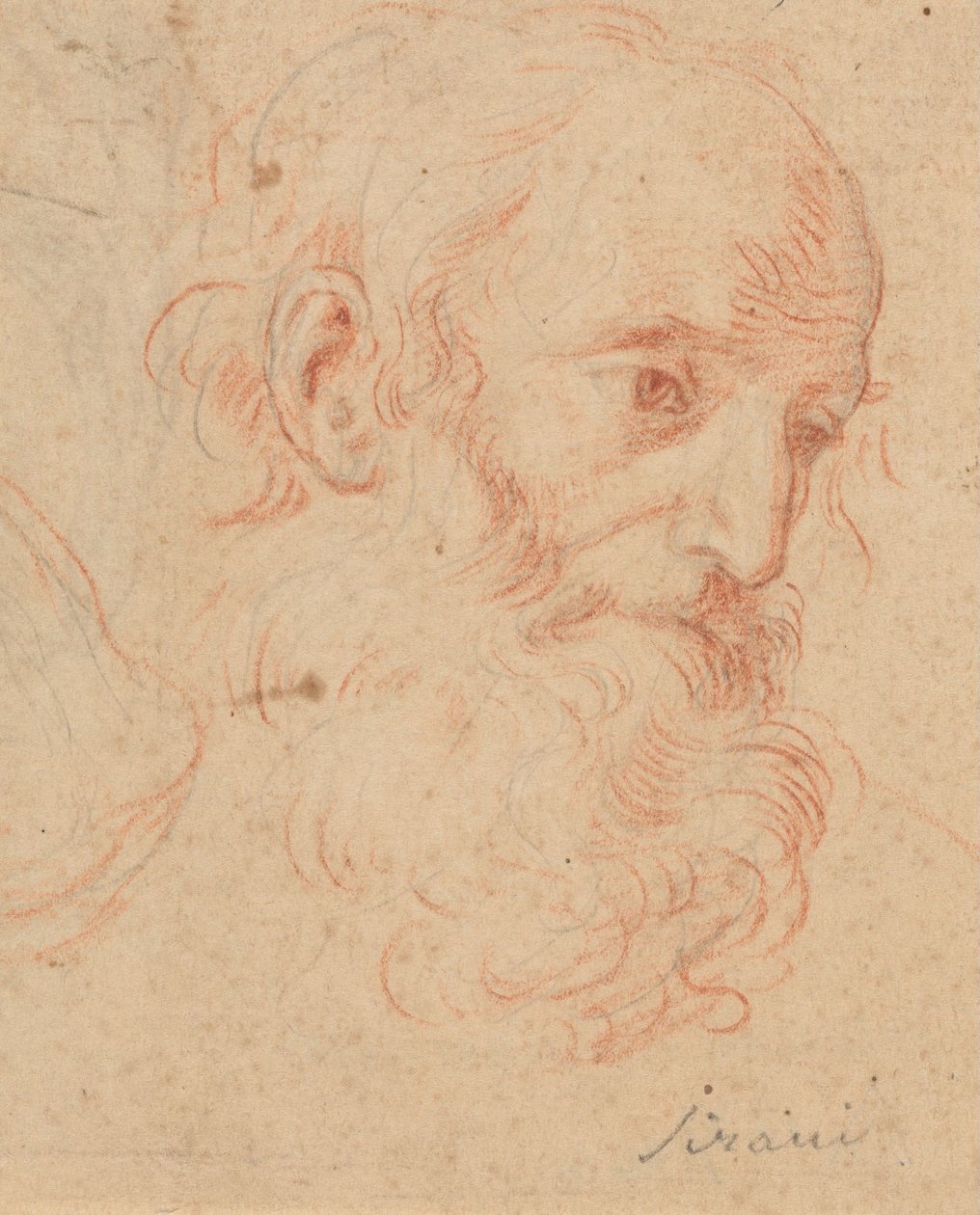 Hlava vousatého starce od Elisabetta Sirani