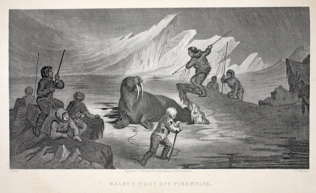 Lov mrožů u Pikantliku, ilustrace z knihy "The second Grinnell Expedition in Search of Sir John Franklin...", 1856 od Elisha Kane