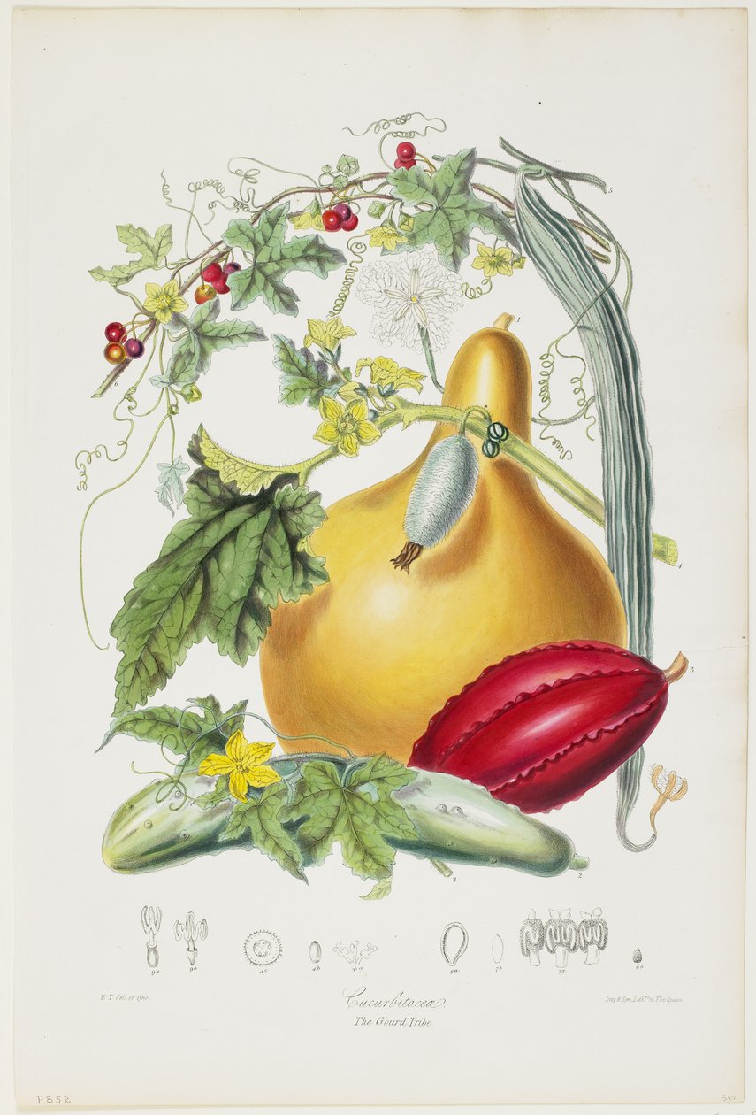 Cucurbitaceae, The Tykev Tribe, z ilustrací přírodních řádů rostlin, 1849-55 (ručně kolorované lito) od Elizabeth Twining