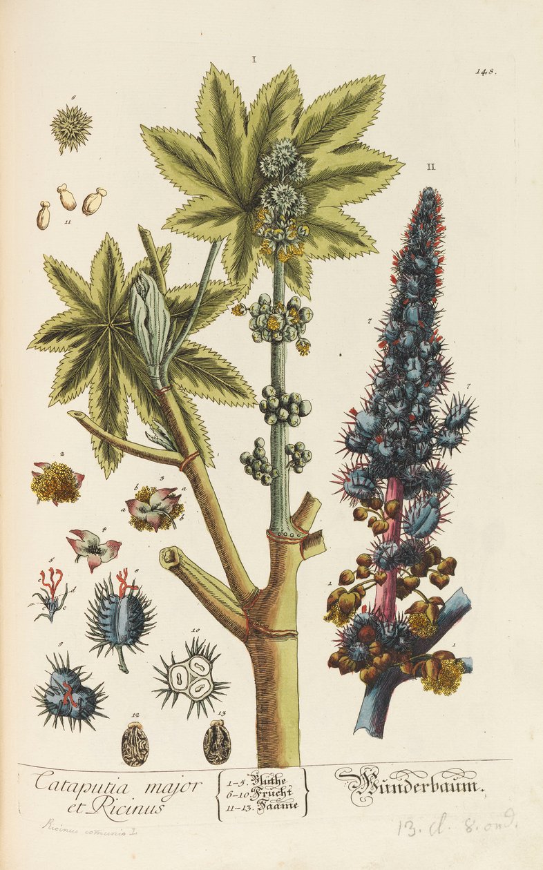 Herbarium Blackwellianum emendatum et augmentum, 1754-1773 od Elizabeth Blachrie Blackwell
