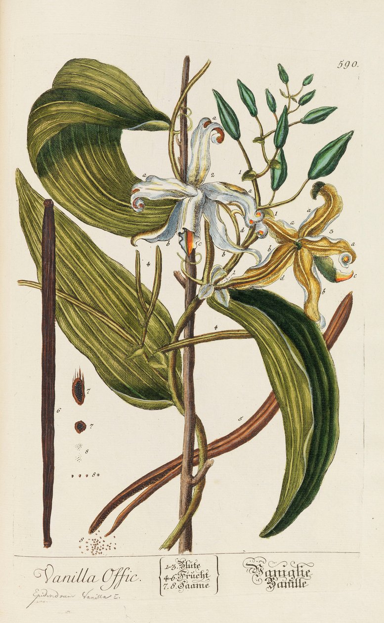 Herbarium Blackwellianum emendatum et augmentum, 1754-1773 od Elizabeth Blachrie Blackwell