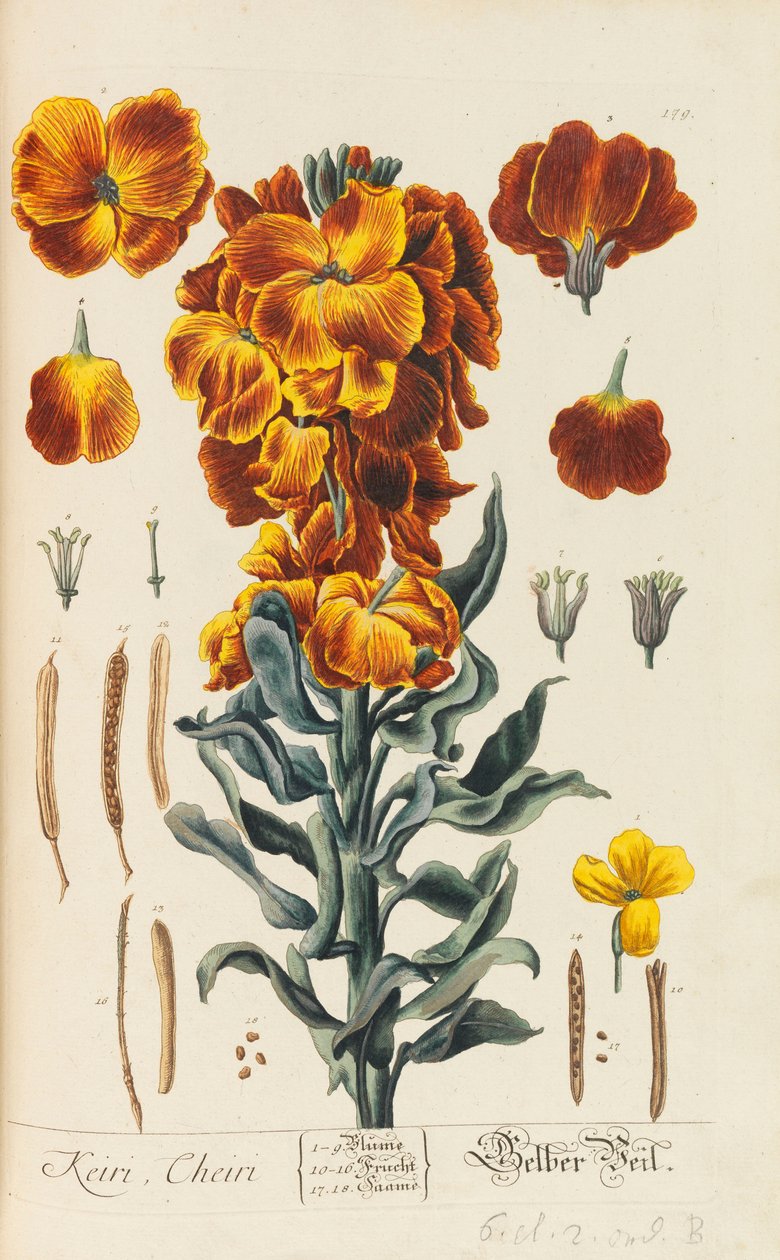 Herbarium Blackwellianum emendatum et augmentum, 1754-1773 od Elizabeth Blachrie Blackwell