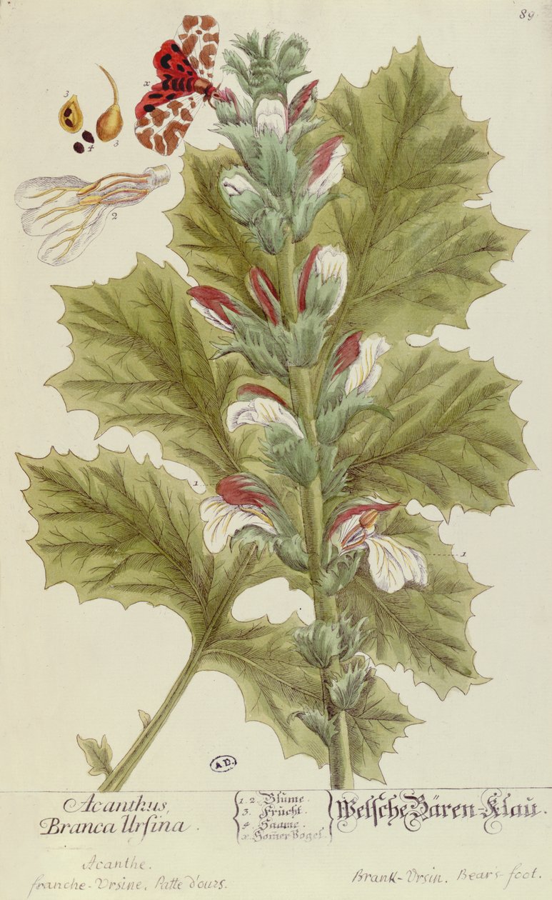 Acanthus Branca Ursina, z knihy A Curious Herbal, vydané v Norimberku v roce 1757 od Elizabeth Blackwell