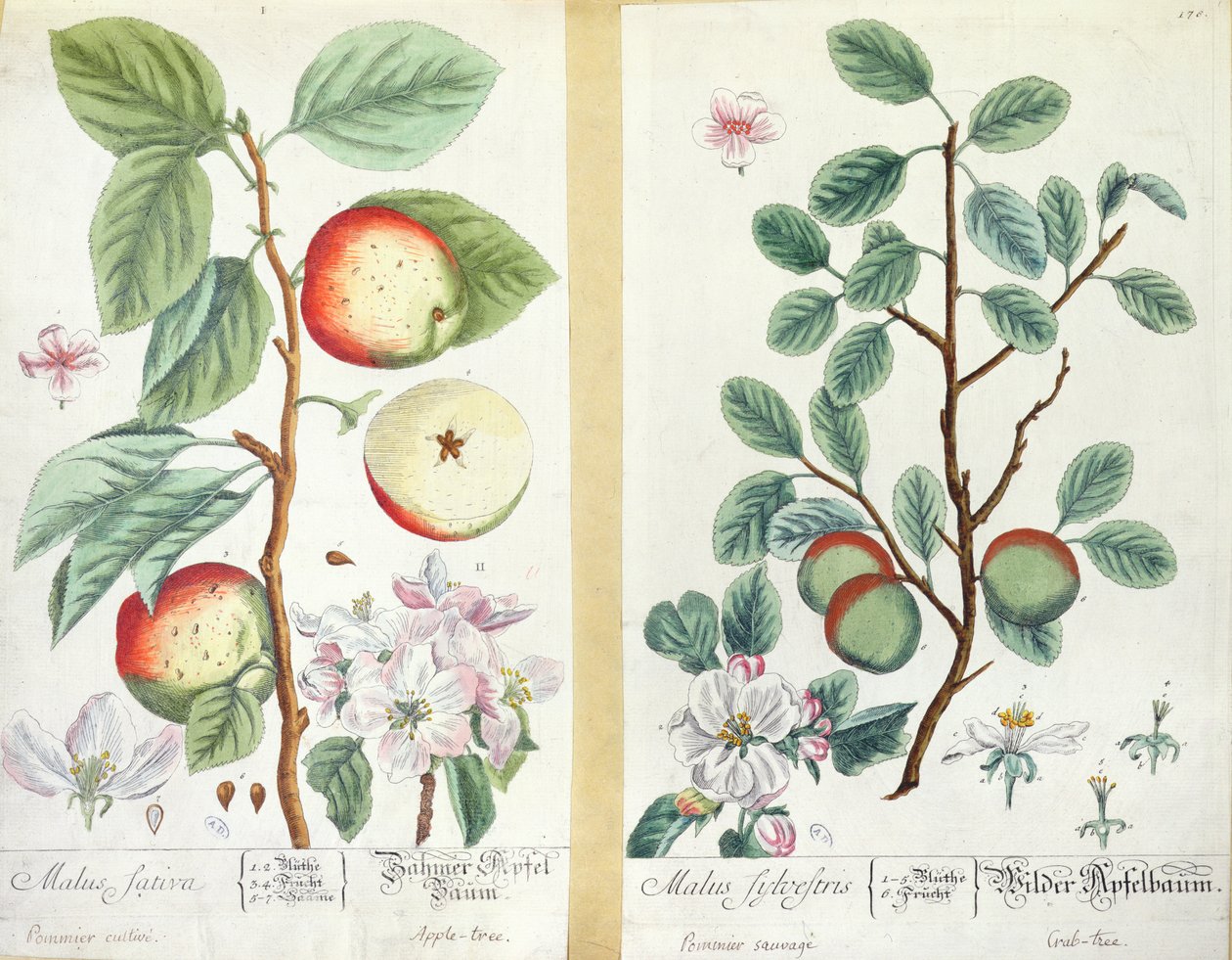 Jablka, Malus Sativa a Malus Sylvestris, z 