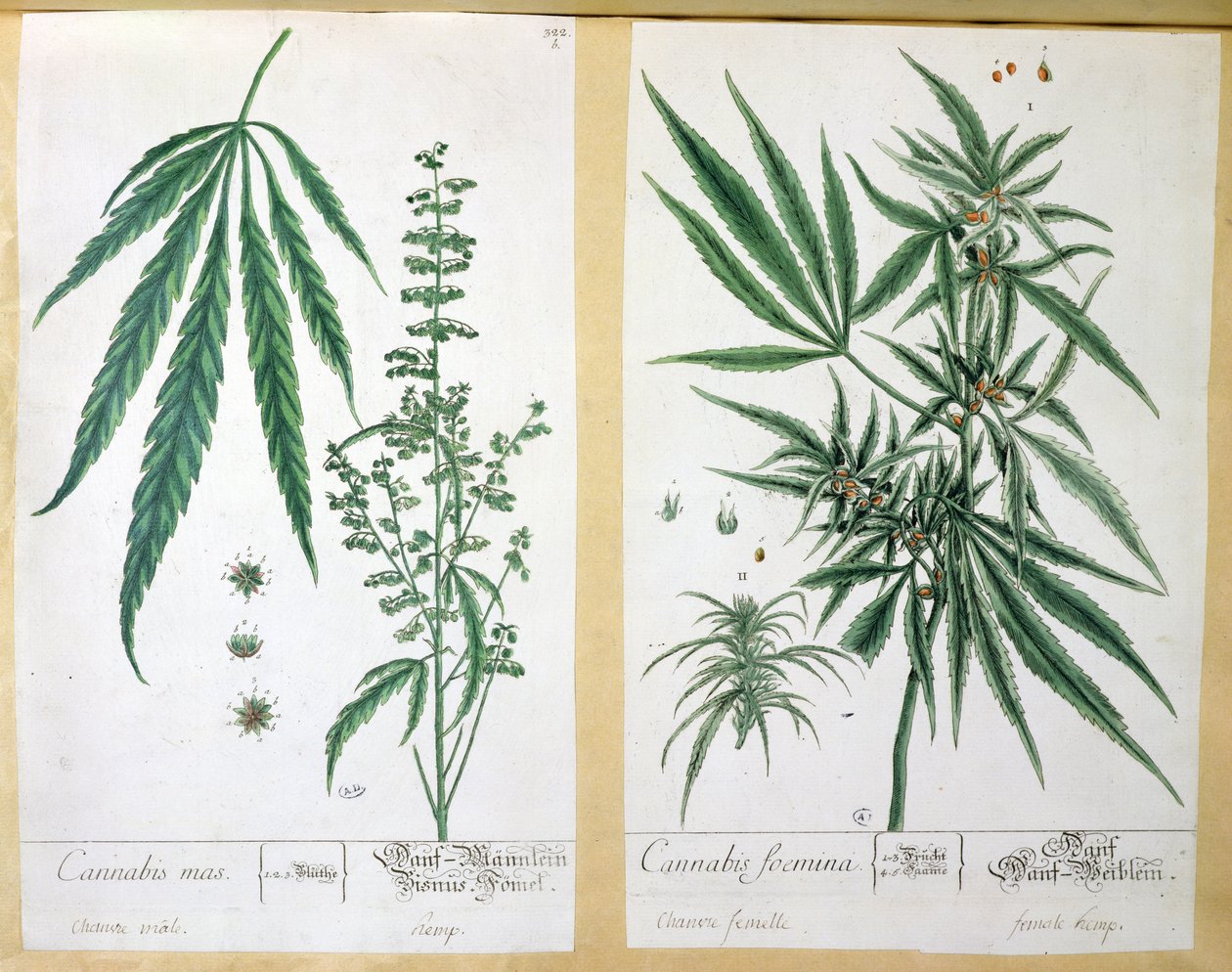 Cannabis mas a Cannabis foemina, z 
