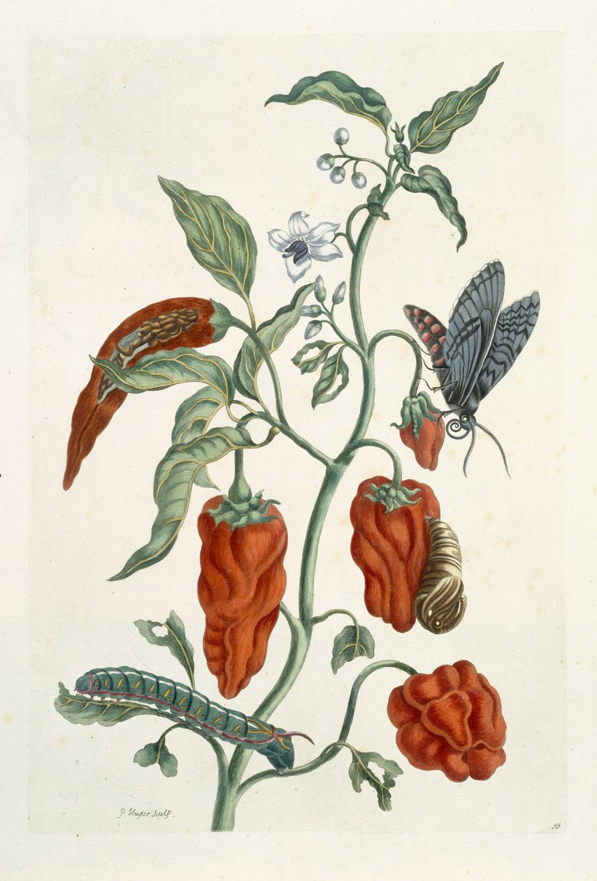 Komonice lékařská, z knihy "A Curious Herbal", 1782 (barevná rytina) od Elizabeth Blackwell