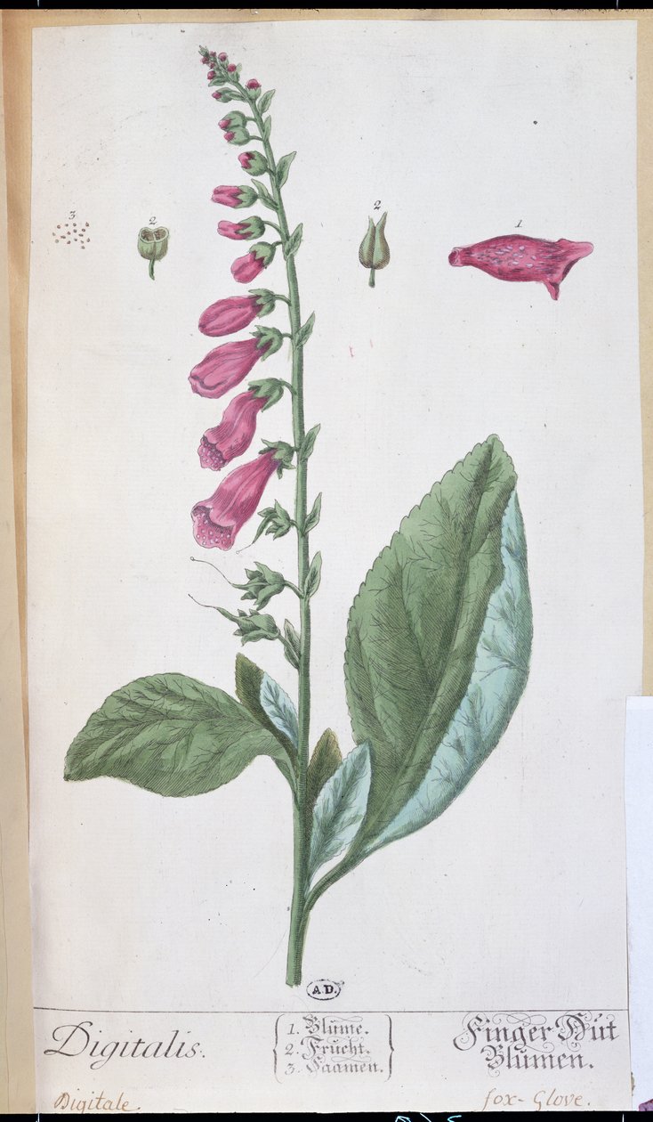 Digitalis purpurea, z "Herbarium Blackwellianum", 1757 (pero, tuš a čb na papíře) od Elizabeth Blackwell