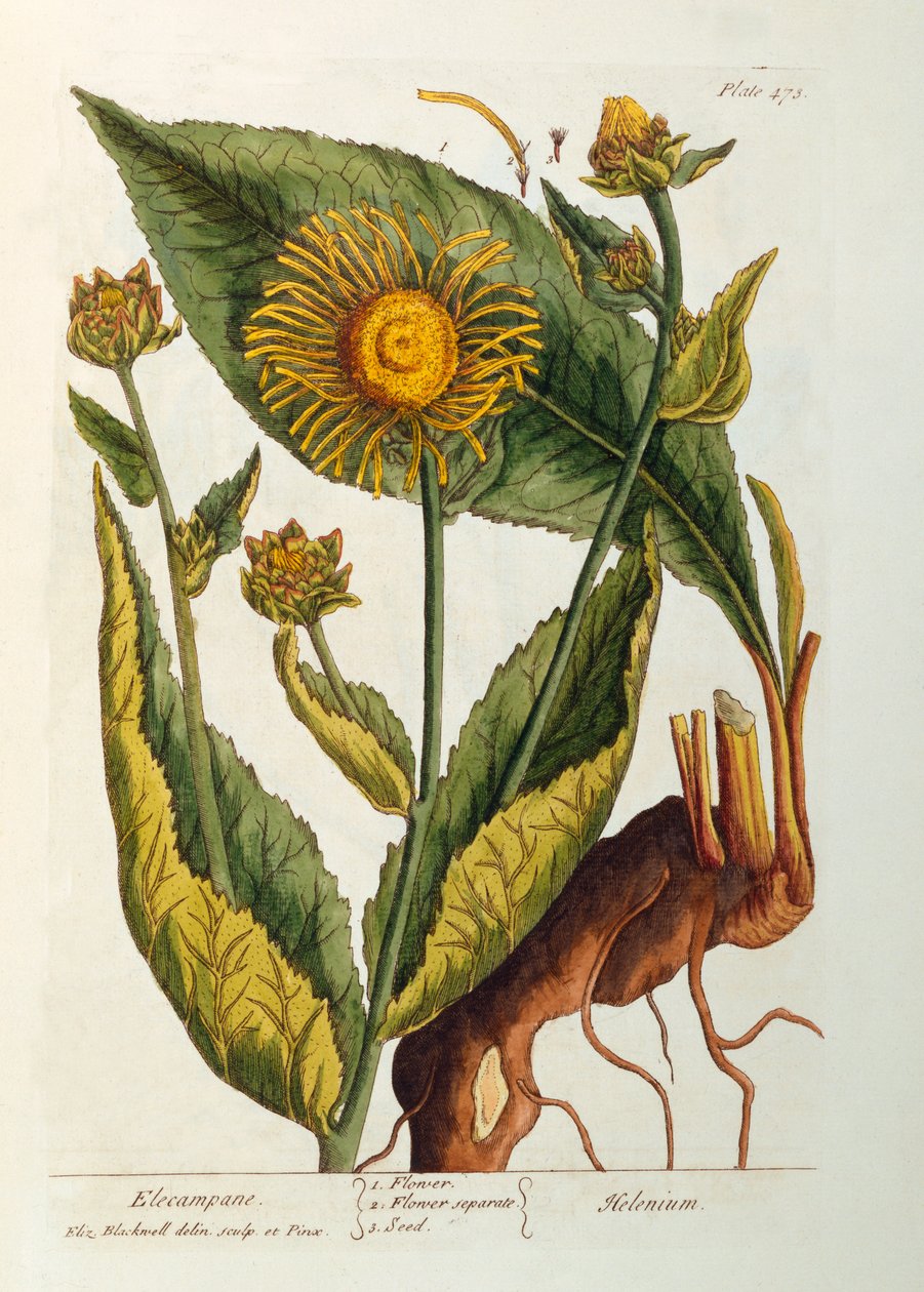 Elecampane, deska 473 z 