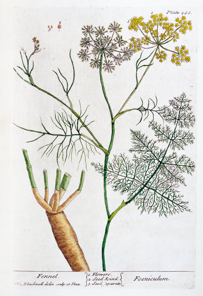 Fenykl, 1782 od Elizabeth Blackwell