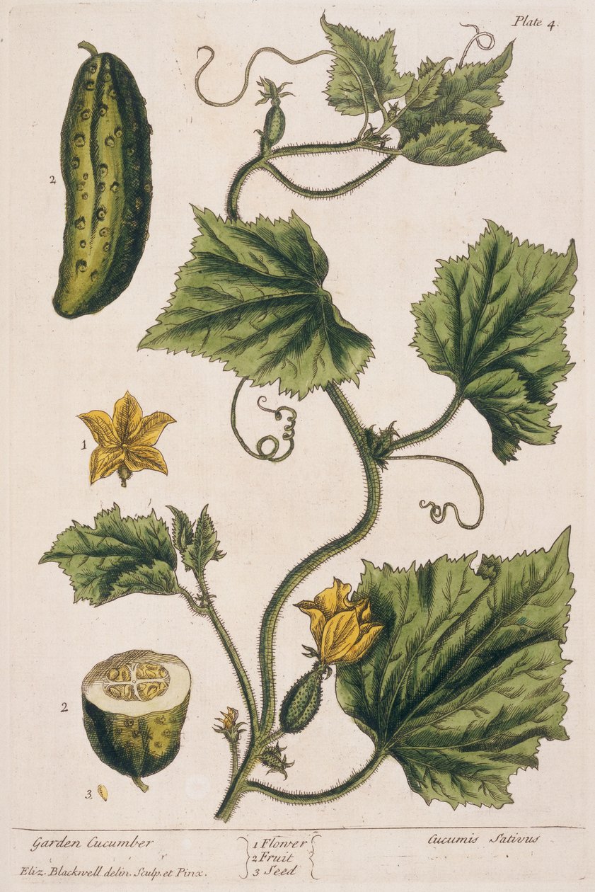 Okurka zahradní, deska 4 z knihy "A Curious Herbal", vydané v roce 1782 (barevná rytina) od Elizabeth Blackwell