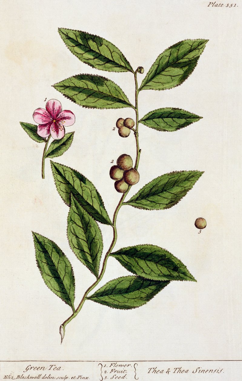 Zelený čaj, deska 351 z knihy "A Curious Herbal", vydané v roce 1782 (barevná rytina) od Elizabeth Blackwell