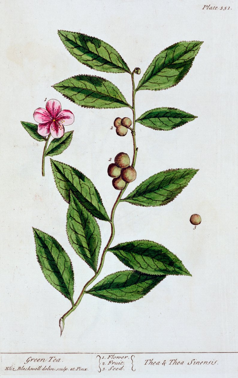 Zelený čaj, 1782 od Elizabeth Blackwell