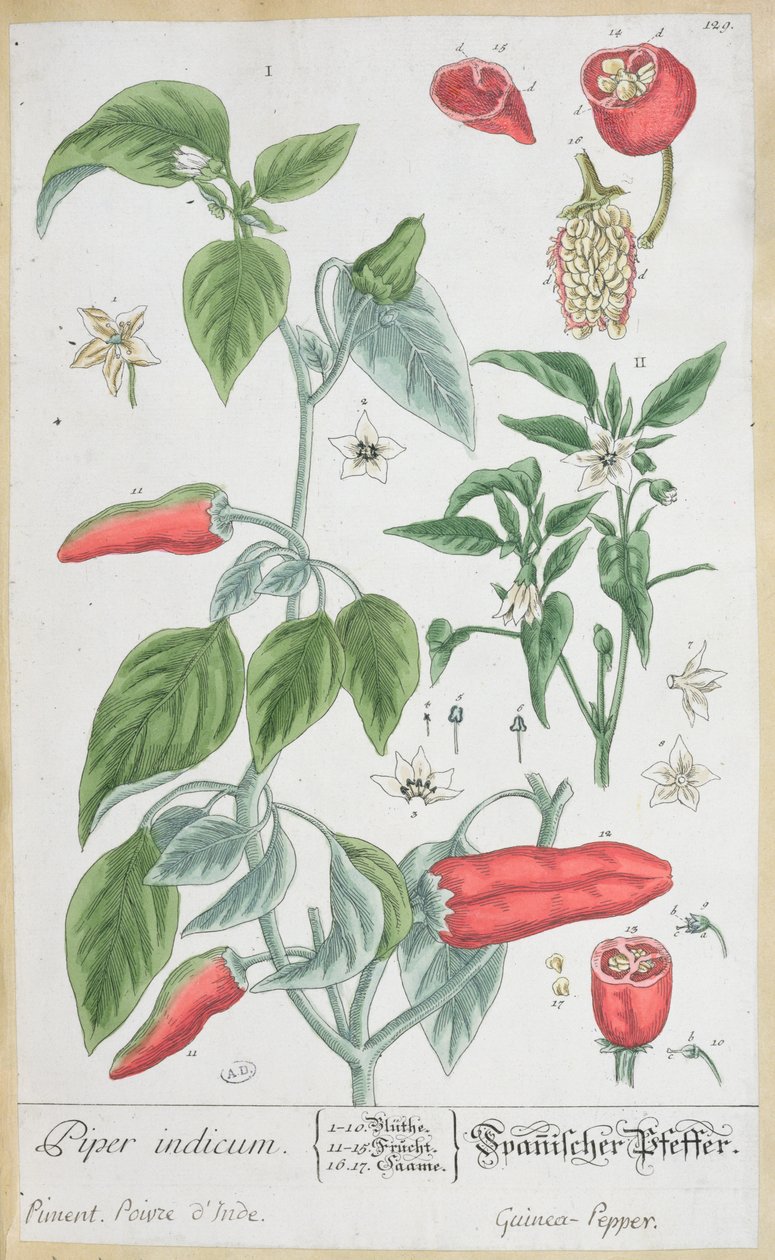 Guinea Pepper (Piper Indicum) talíř 129 z německého vydání 