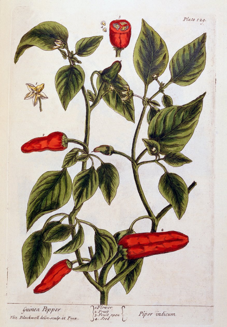 Perlička, deska 129 z knihy "A Curious Herbal", vydané v roce 1782 (barevná rytina) od Elizabeth Blackwell