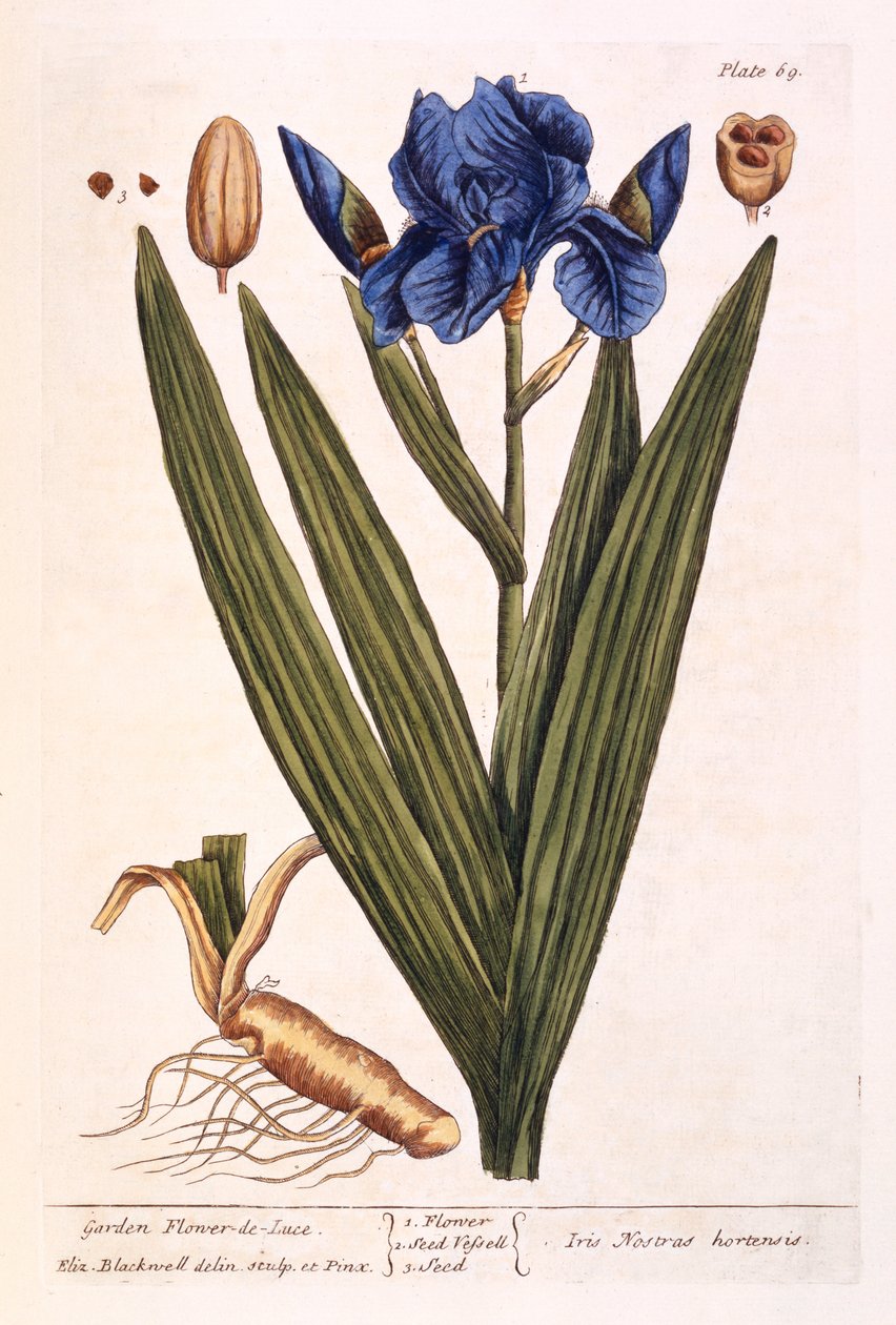 Iris, deska 69 z 