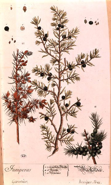 Talíř jalovce (Juniperus) z německého vydání 