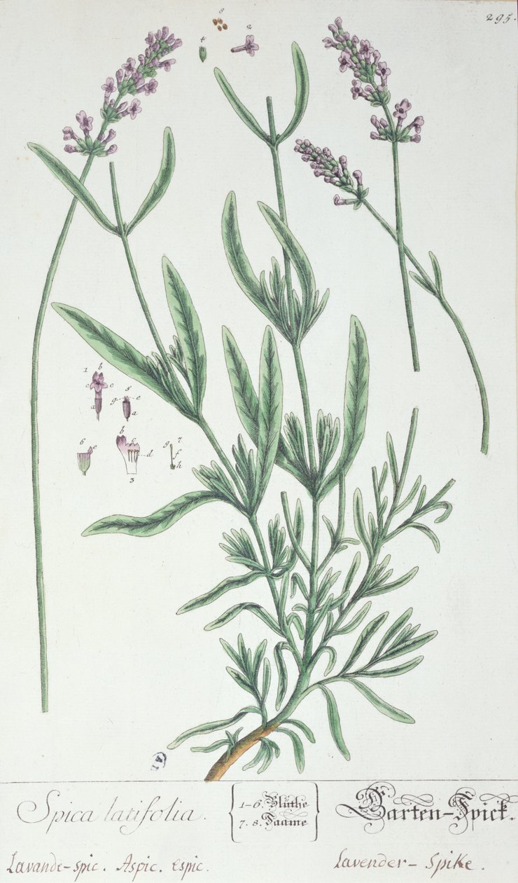 Lavender Spike, talíř z 