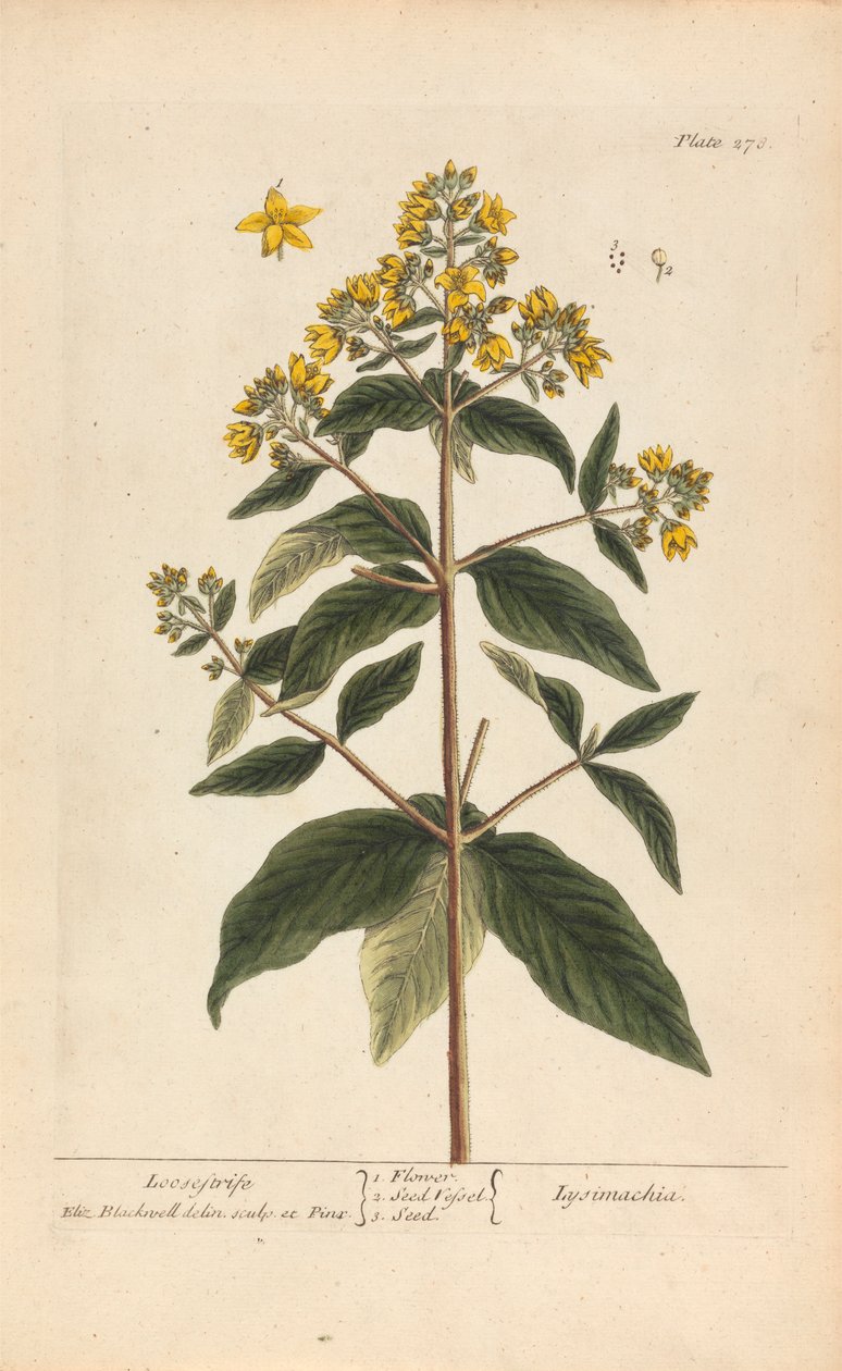 Lysimachia (Loosestrife), talíř 278 z 