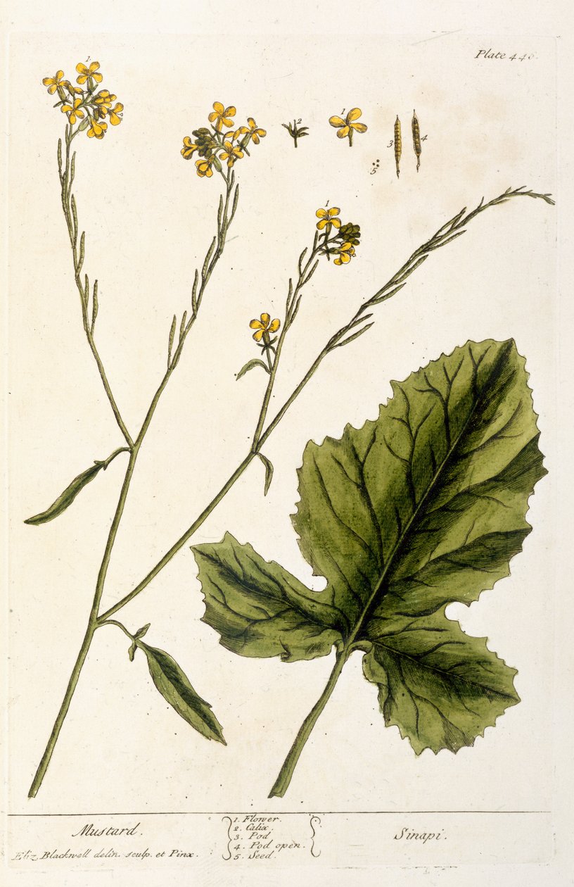 Hořčice, deska 446 z knihy "A Curious Herbal", vydané v roce 1782 (barevná rytina) od Elizabeth Blackwell