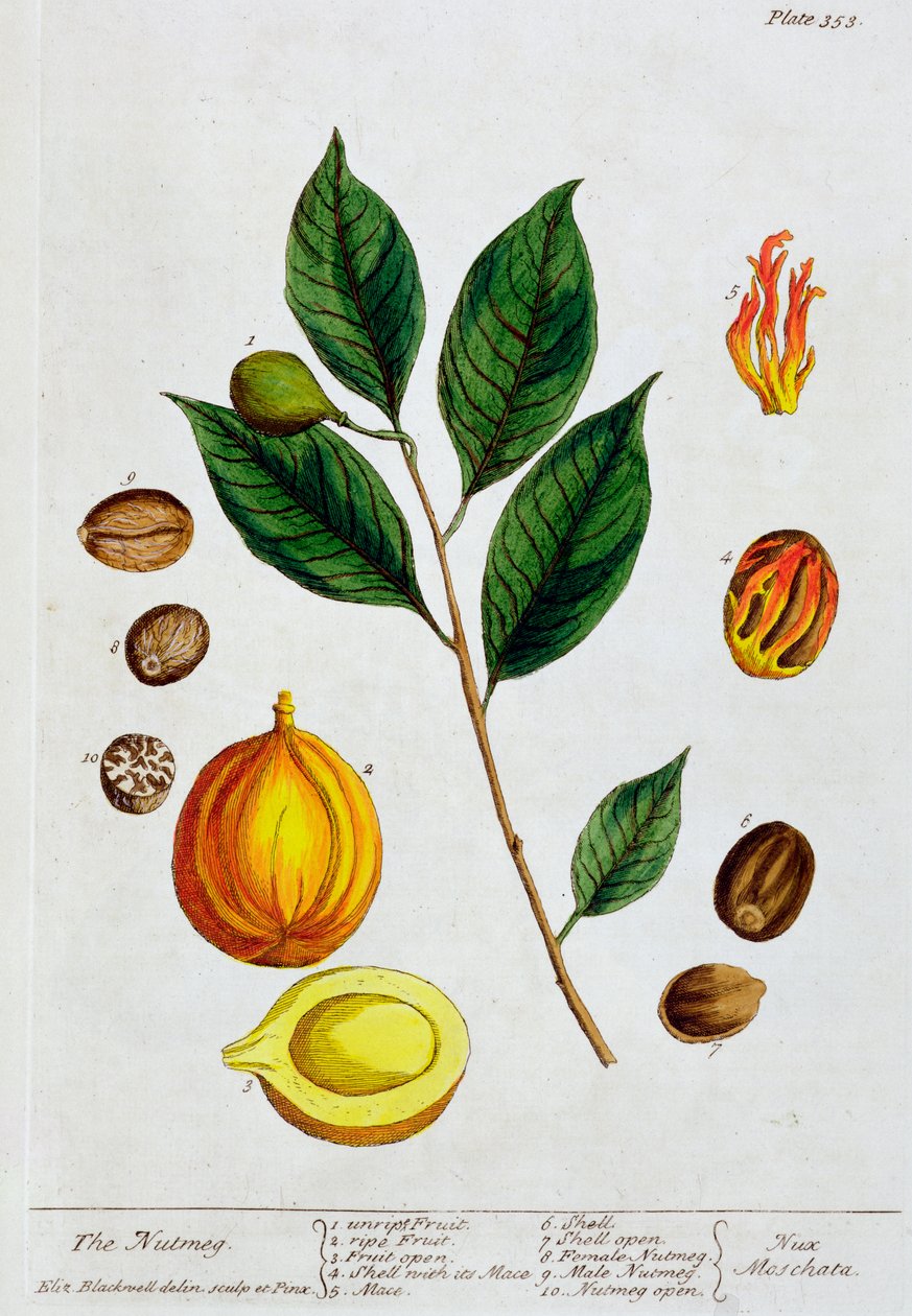 Muškátový oříšek, 1782 od Elizabeth Blackwell