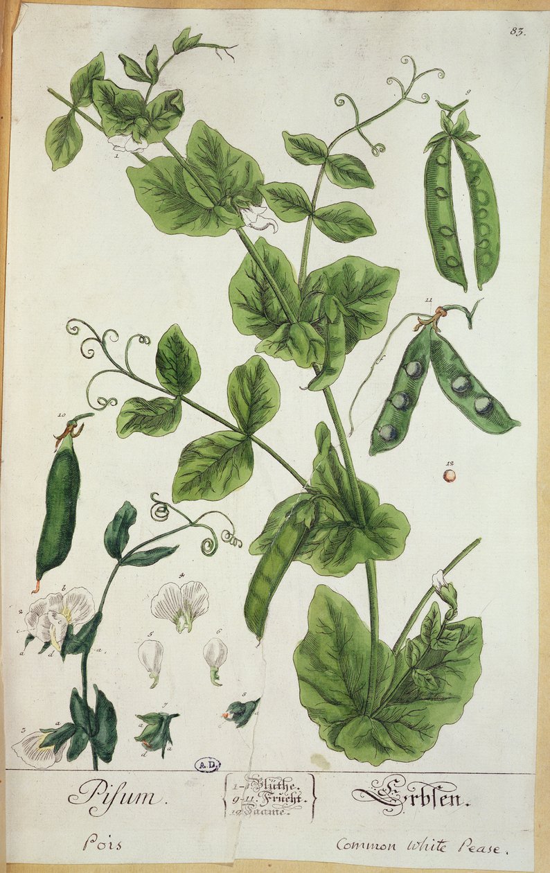 Hrách, deska z "Herbarium Blackwellianum", autor, 1757 (pero, tuš a čb na papíře) od Elizabeth Blackwell