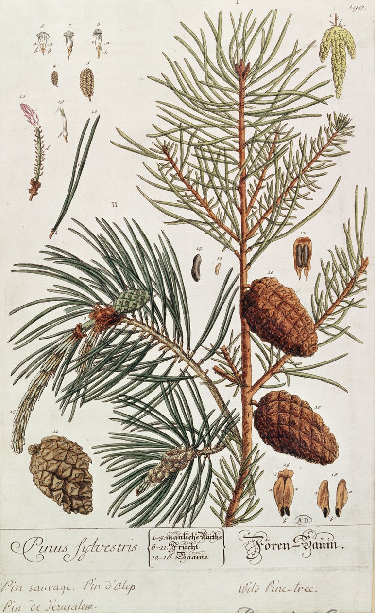 Pine Tree, z 
