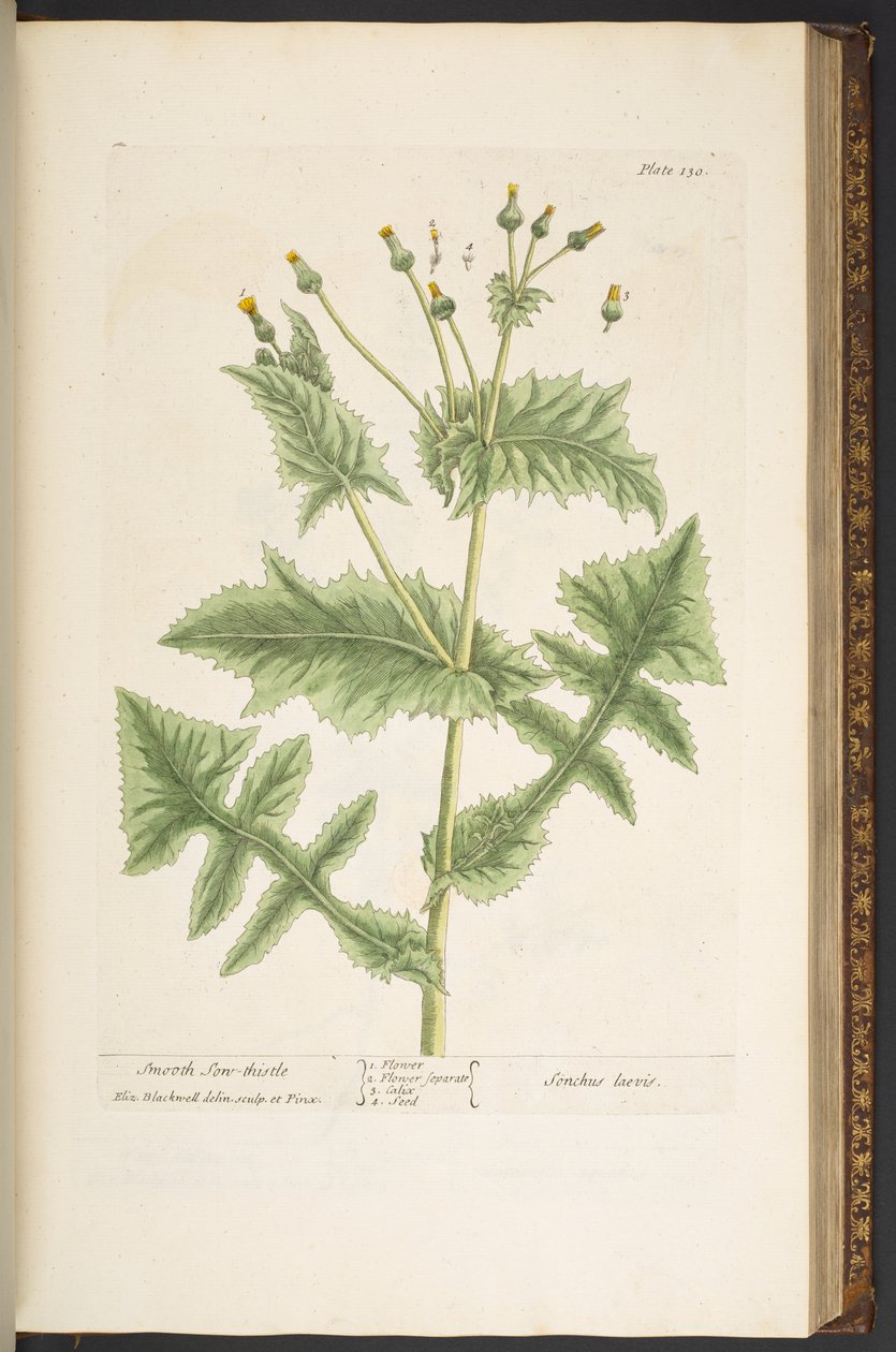 Talíř 130, Smooth Son-Thistle, z 