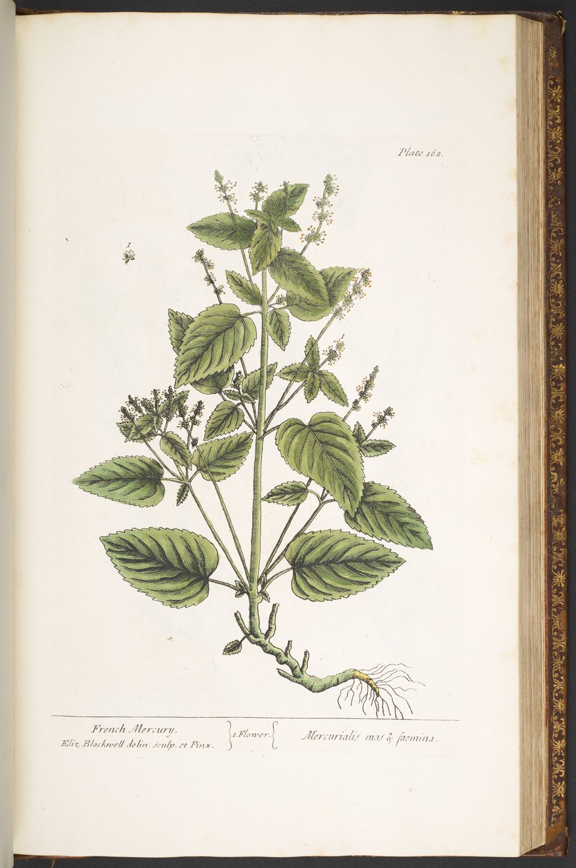 Talíř 162, z 