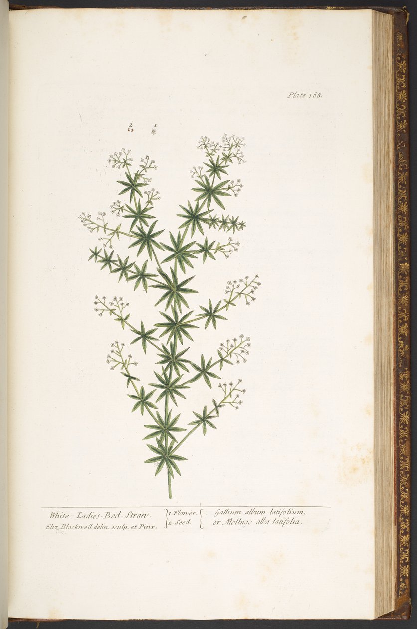 Talíř 168, z 