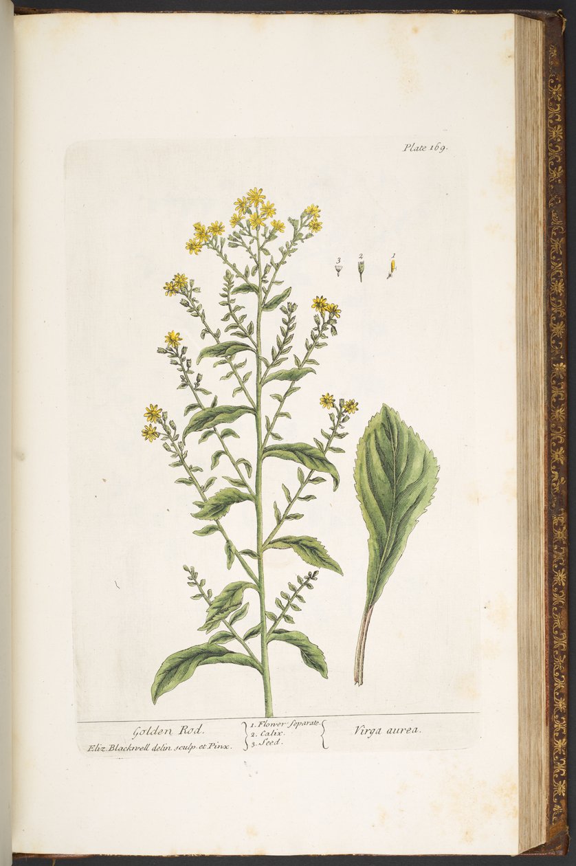 Talíř 169, Golden Rod, z 