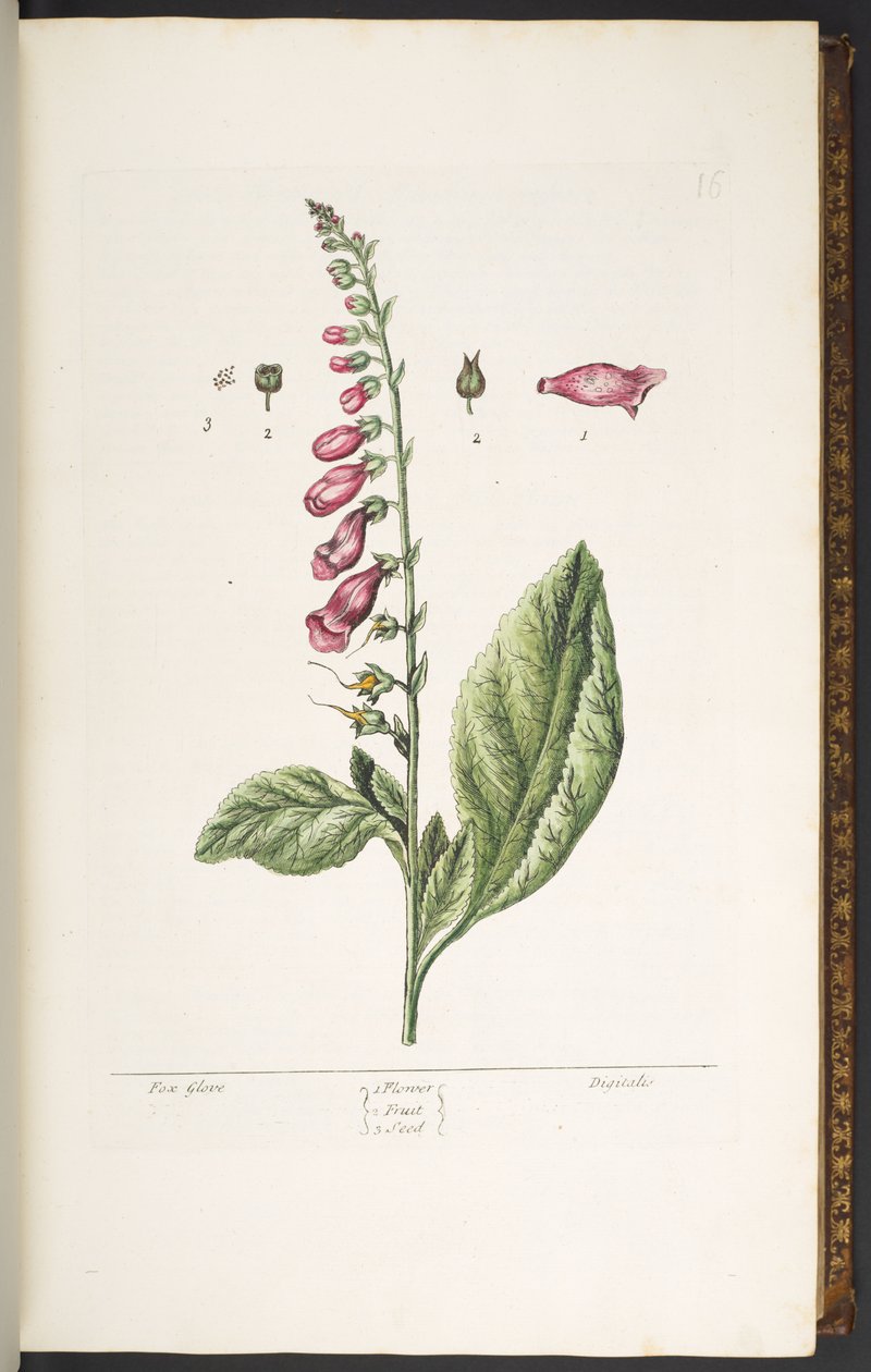 Talíř 16, Fox Glove, z 