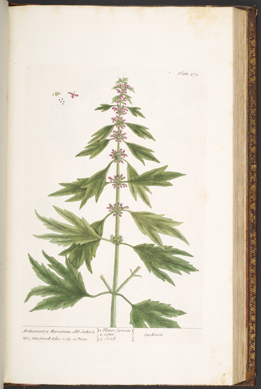 Talíř 171, z 
