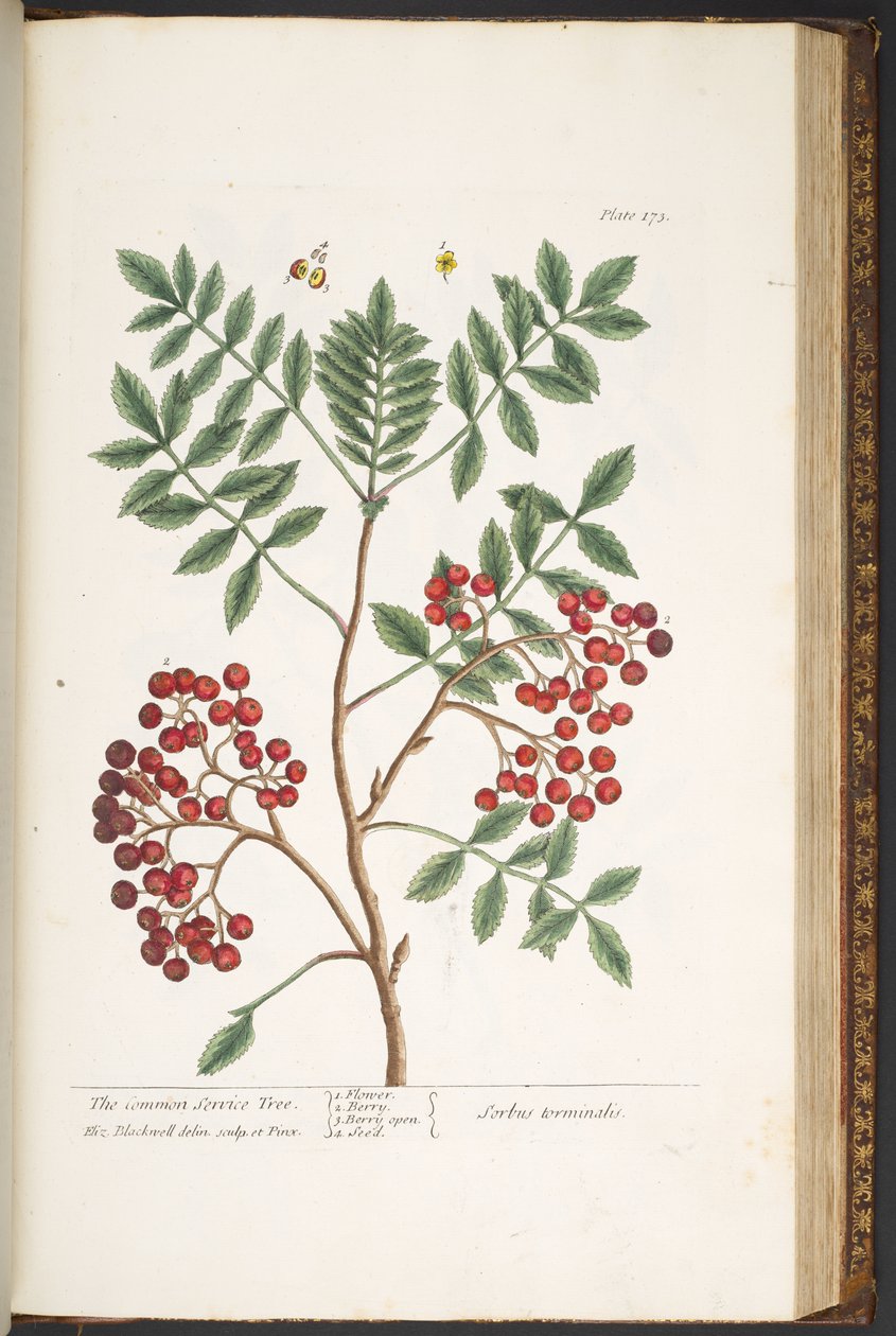 Talíř 173, z 