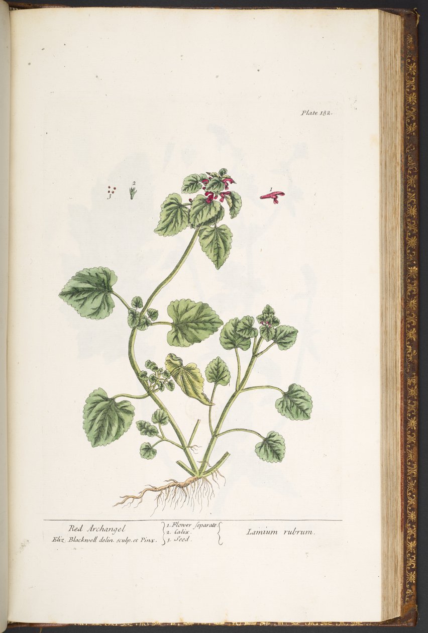 Talíř 182, z 