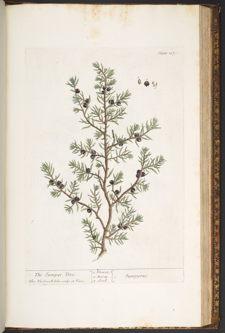 Talíř 187, Juniper Tree, z 