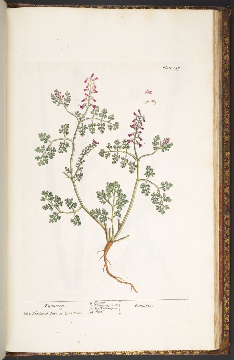 Talíř 237, Fumitory, z 
